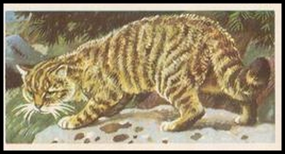 18 Scottish Wild Cat